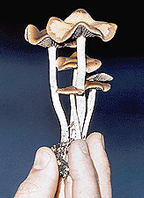Psilocybe cyanescens-17.gif